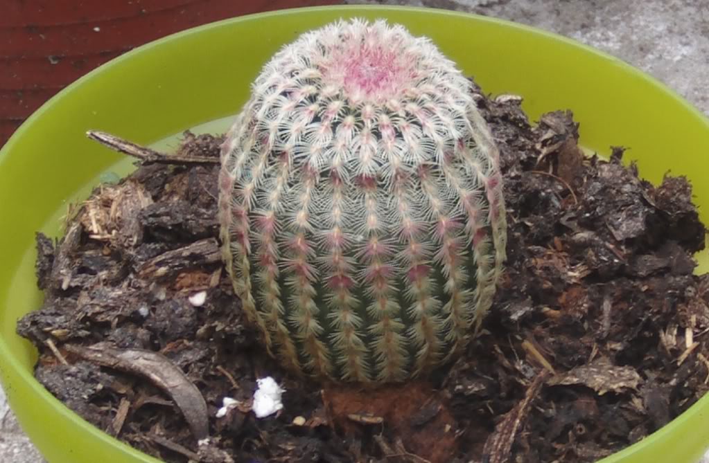 rubispinusdeperfil.jpg