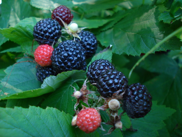 rubus%20occidentalis.JPG