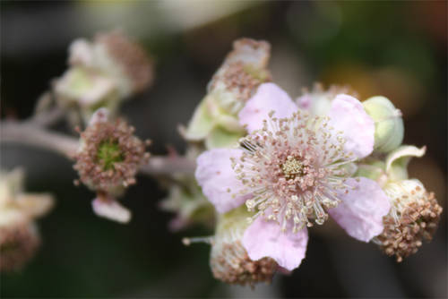 Rubus_fruticosus.jpg