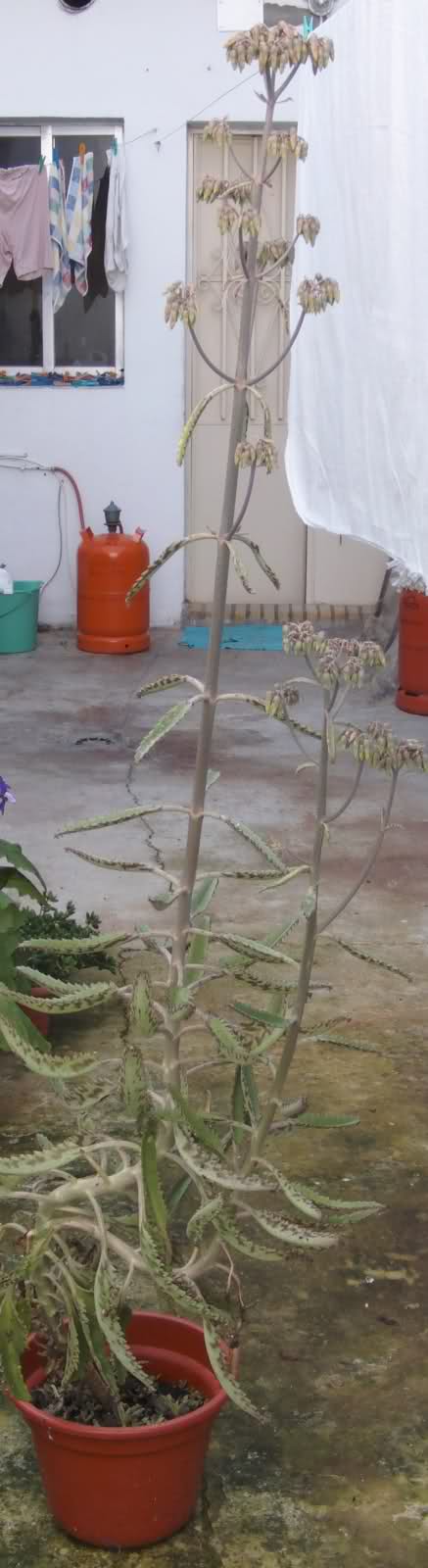 rucl7n.jpg