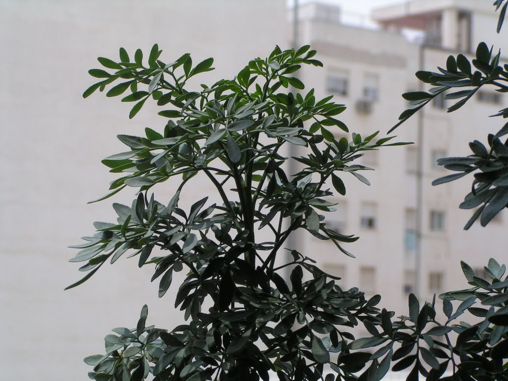 Ruda%20tallo-bi.JPG