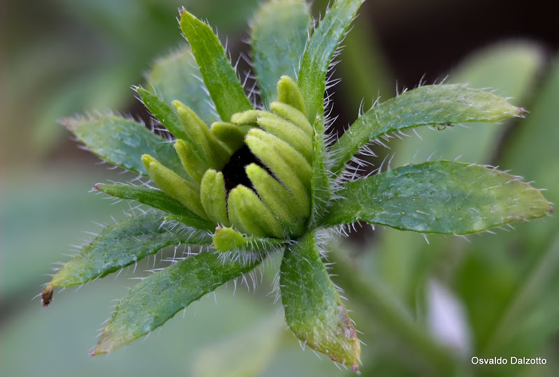 rudbeckia2_L.jpg