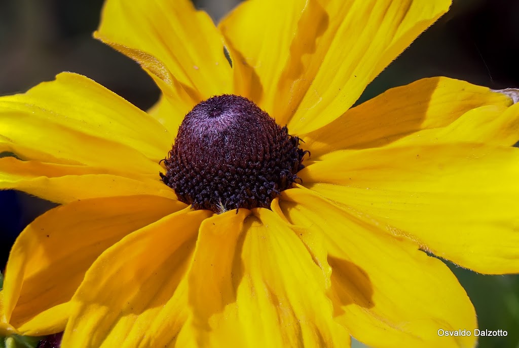 rudbeckia_L.jpg