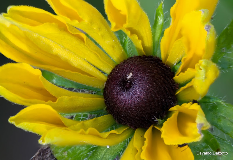 rudbeckia_L.jpg