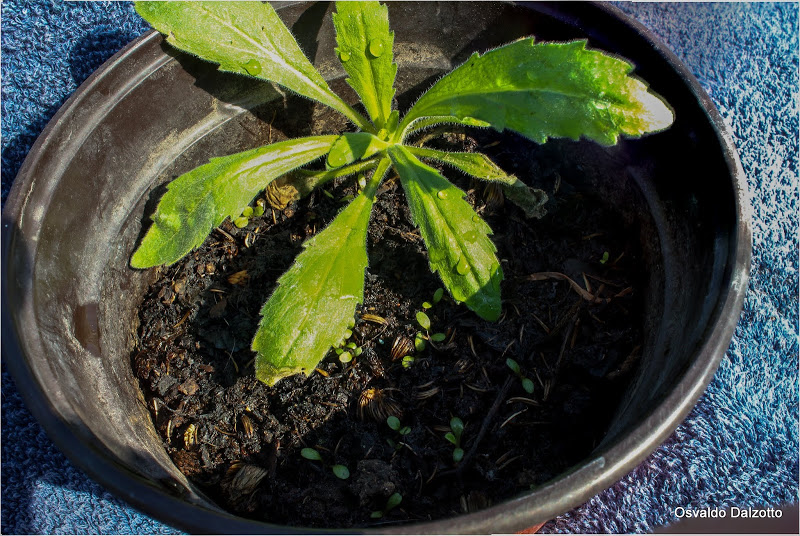rudbeckias_L.jpg