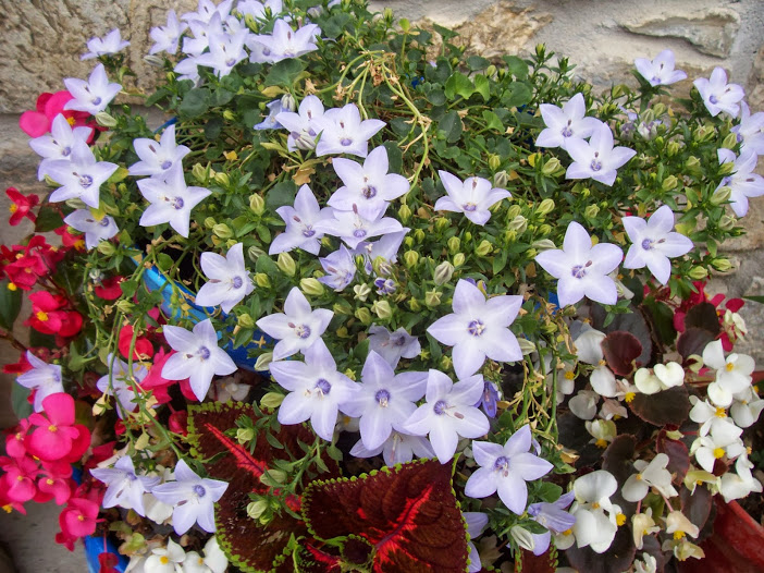 ruedas+con+flores+002.jpg