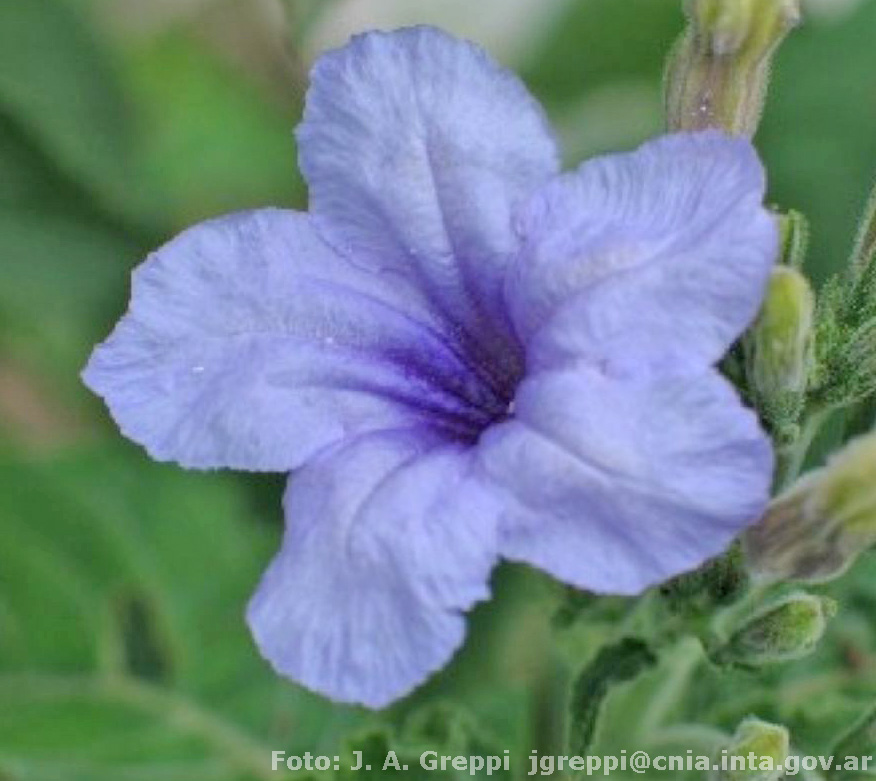 Ruellia%20ciliatiflora%20Greppi%201205.JPG