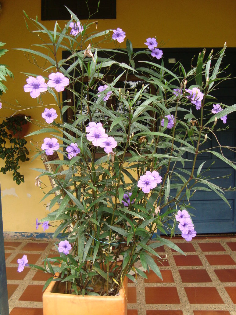 ruellia_brittoniana_by_cerezoinwonderland-d47pvuq.jpg