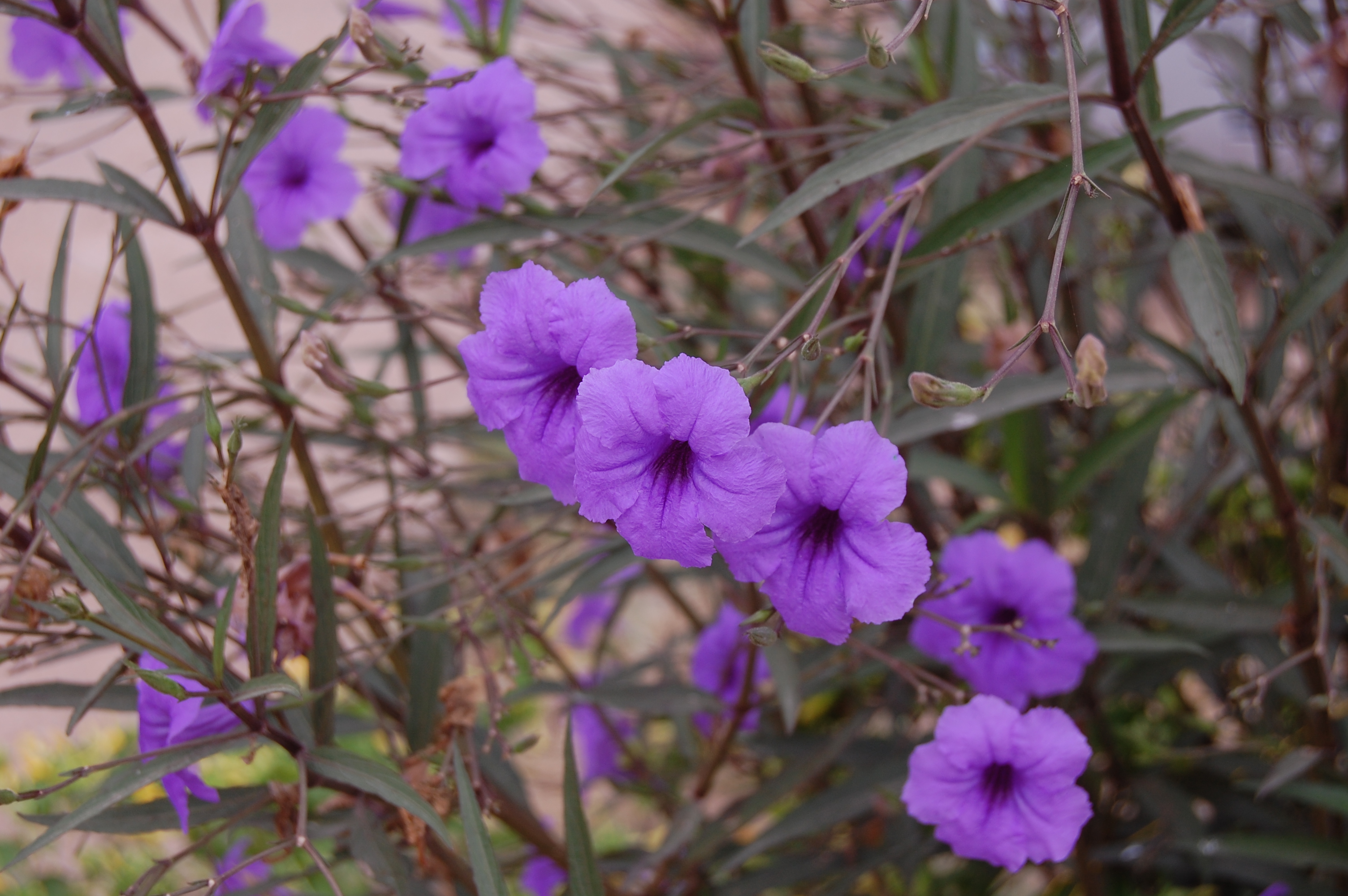 Ruellia_tweediana.JPG