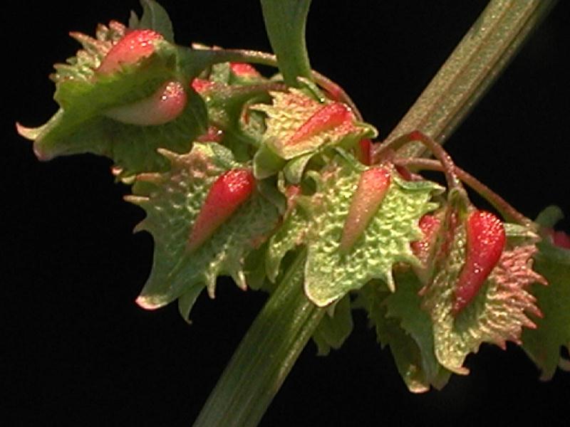rumex-obtusifolius-frutos.jpg