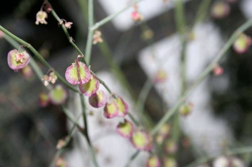 rumex_induratus.JPG