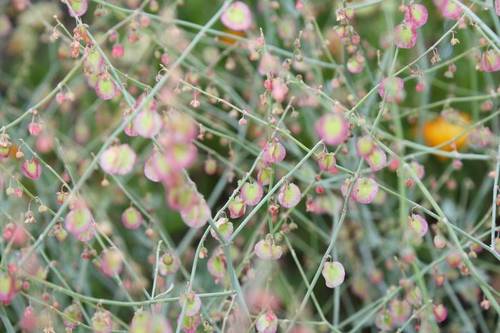 rumex_induratus1.JPG