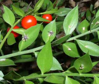 ruscus-aculeatus.jpg