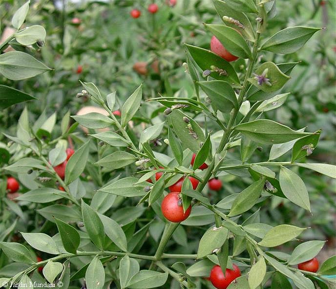 ruscus.jpg