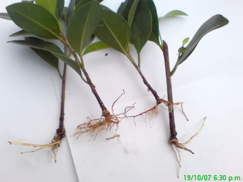 rusln7.jpg