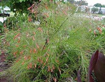russelia-equisetiformis.jpg