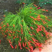 russelia_equisetiformis.jpg