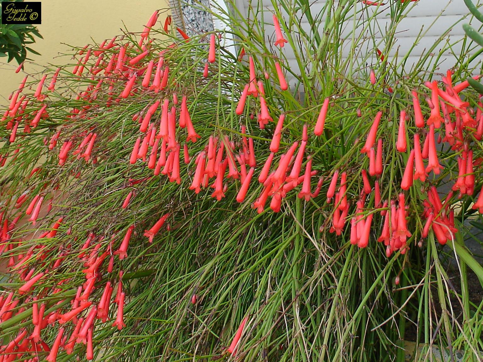 russelia_equisetiformis_part.JPG