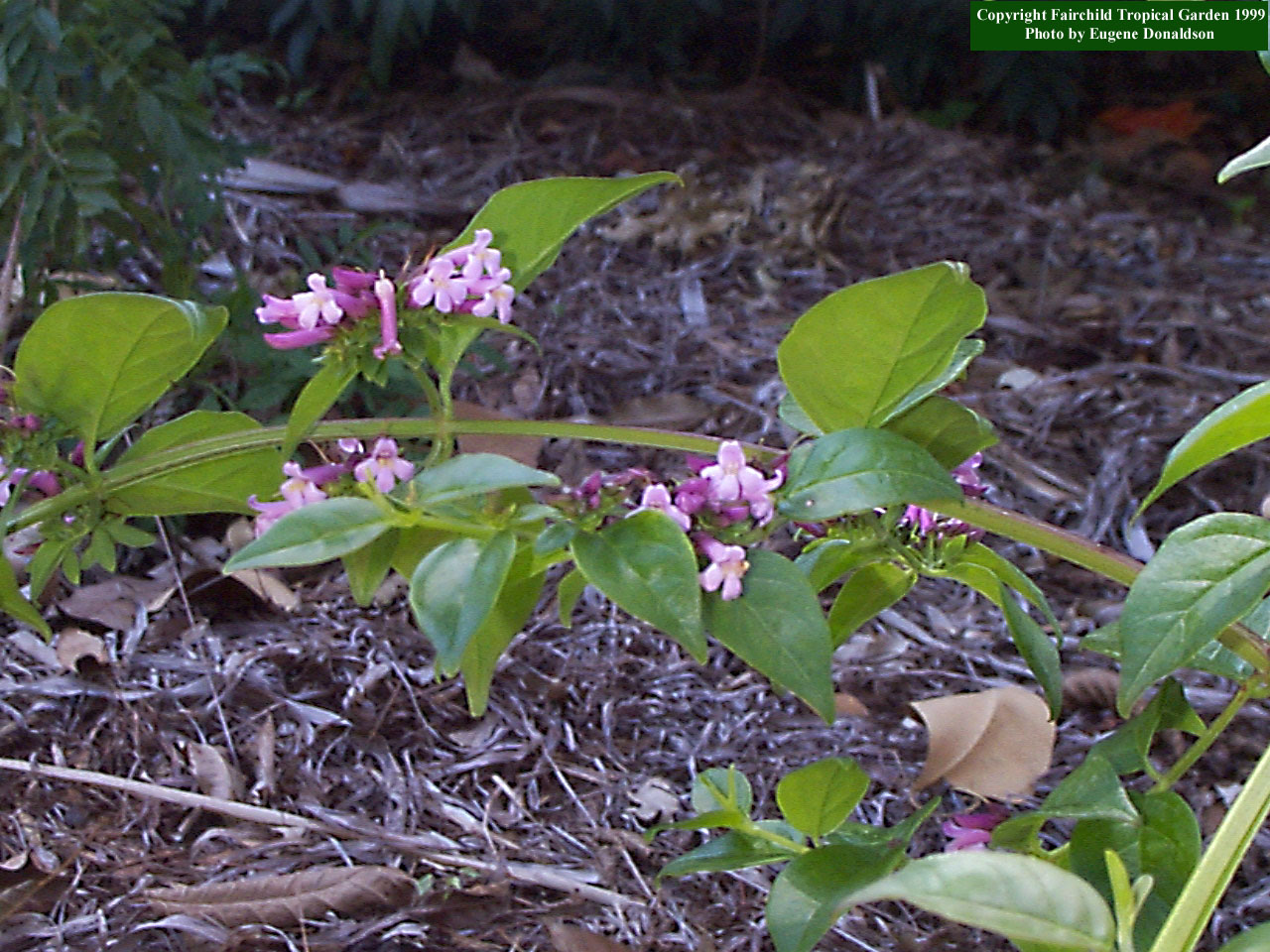 russeliacampechiana941311c.jpg