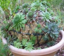 Rustic-crafts-succulent-ball-rc.jpg