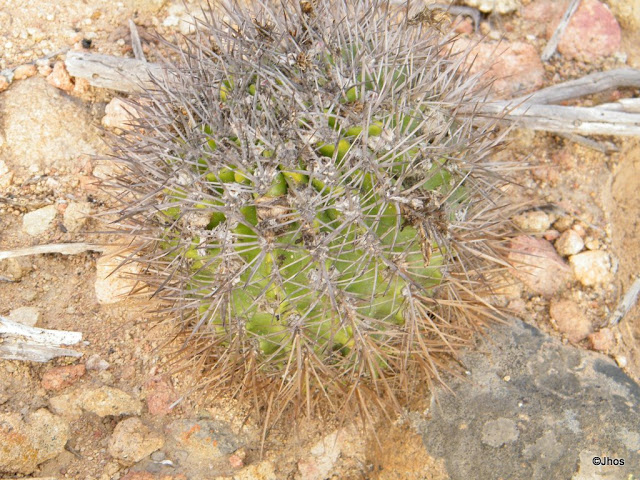 Ruta%20a%20Barrancas%2020090919%20010.jpg