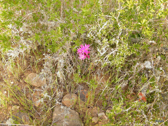 Ruta%20a%20Barrancas%2020090919%20016.jpg