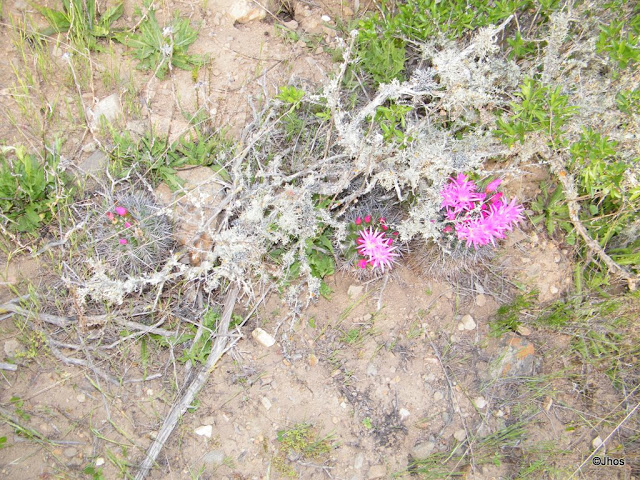 Ruta%20a%20Barrancas%2020090919%20021.jpg