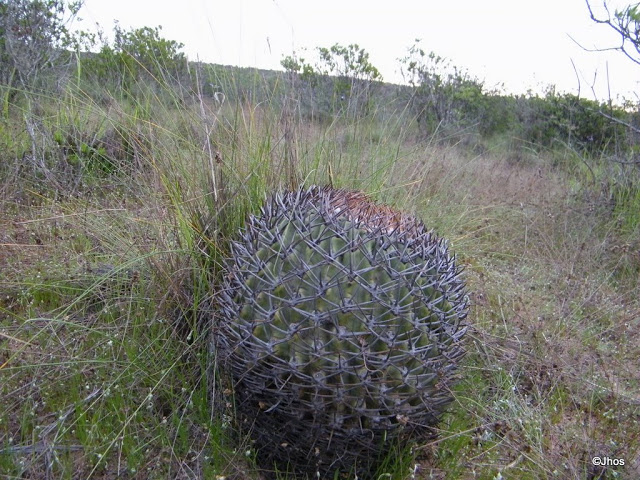 Ruta%20a%20Barrancas%2020090919%20067.jpg