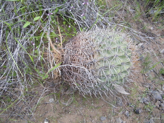 Ruta%20a%20Barrancas%2020090919%20070.jpg