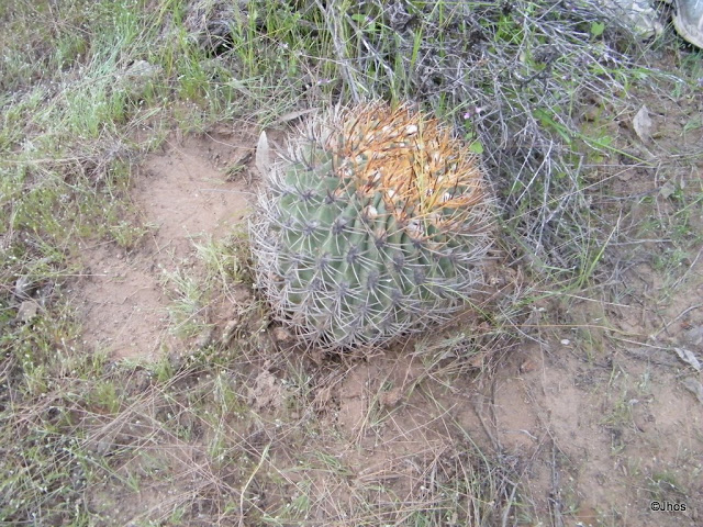 Ruta%20a%20Barrancas%2020090919%20072.jpg