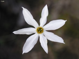 rvlets.Imagenes?METHOD=VERIMAGEN_138287&nombre=Narcissus_serotinus_siete_piezas_florales_res_300.jpg