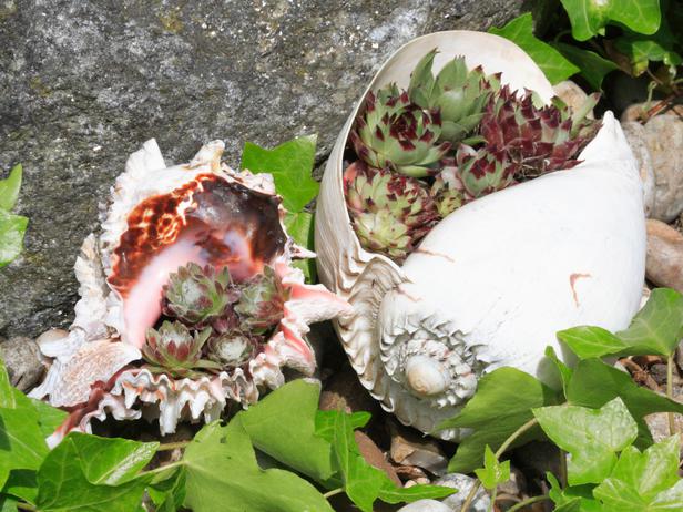 RX-DK-HTG13601_shell-planter_s4x3_lg.jpg