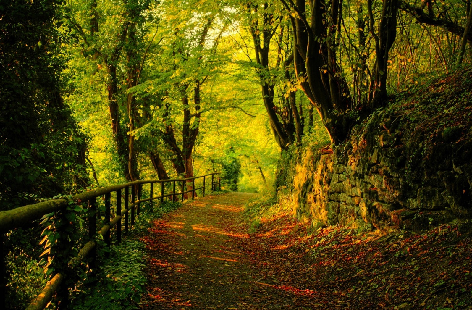 s%25C3%25A9+un+%25C3%25A1rbol+-+bosque+2.jpg