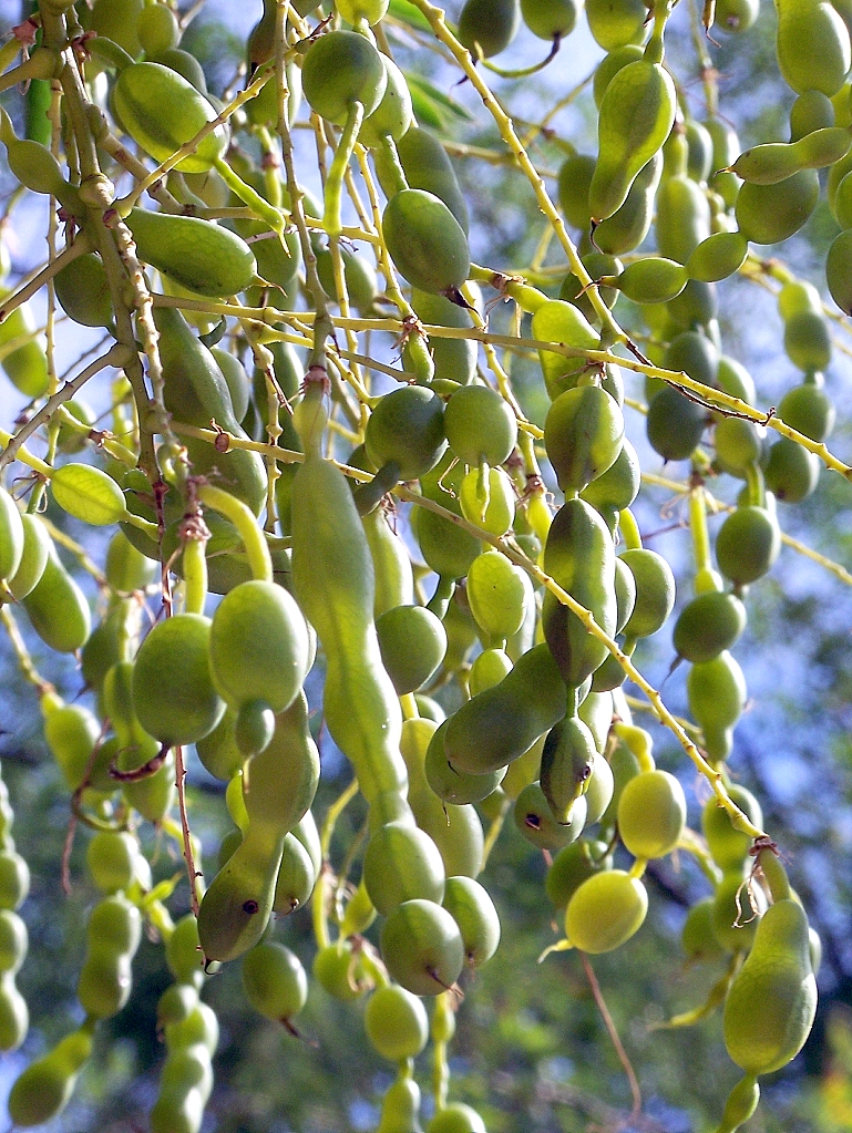 S.japonica-frutos-1.jpg