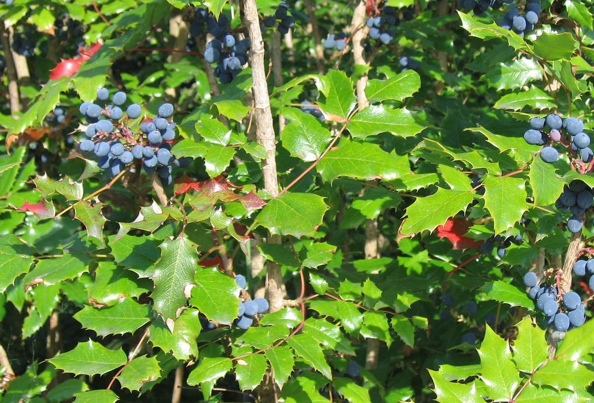 s-l1600.jpg