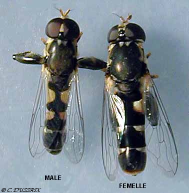 S.pipiens3_A.jpg