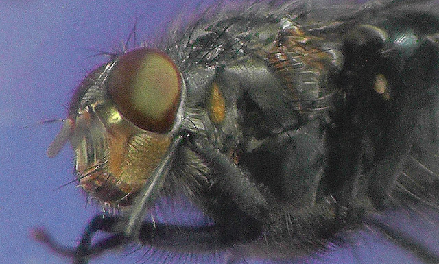 S1030002.jpg