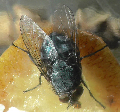 S1030004.jpg
