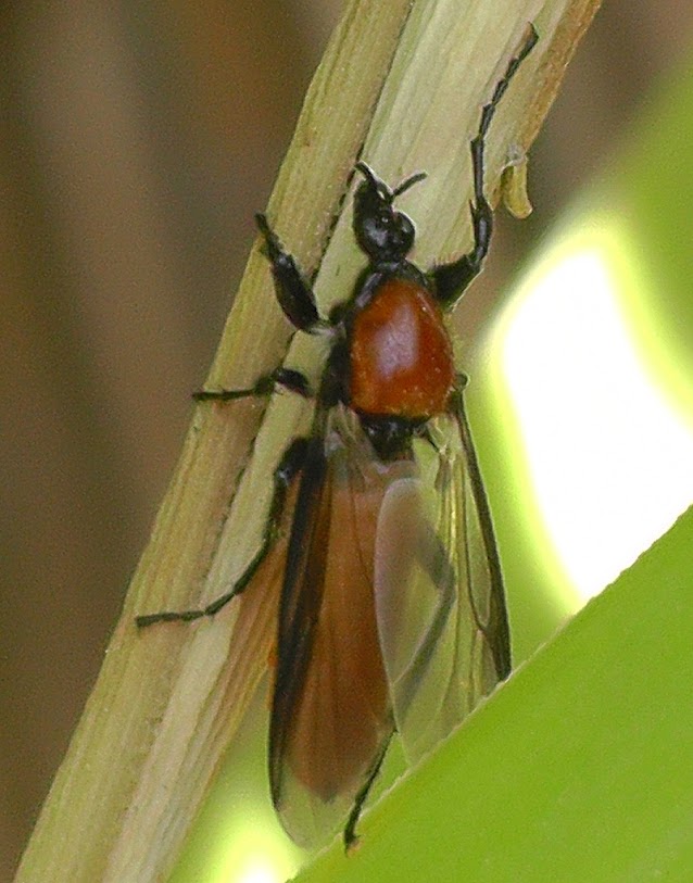 S1080042.jpg