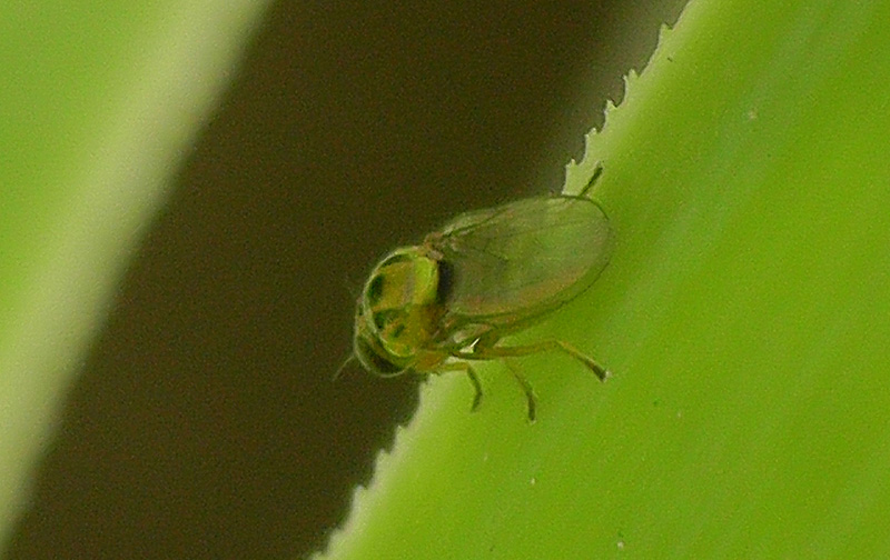 S1080054.jpg