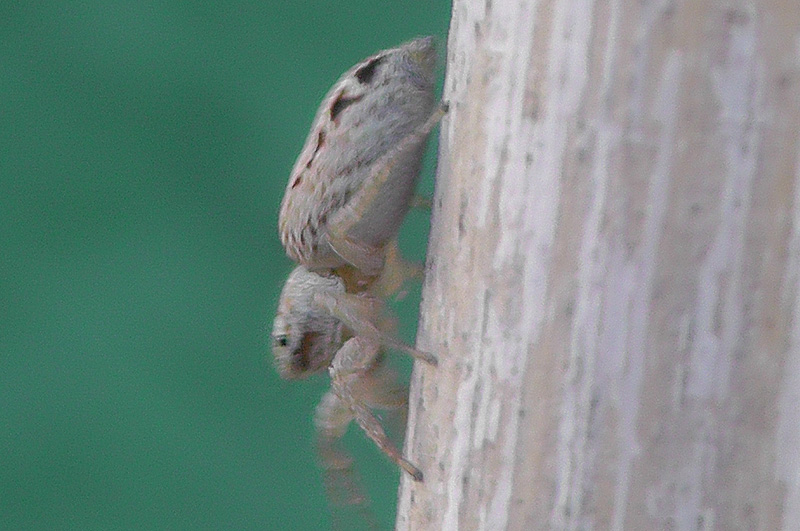 S1090007.jpg