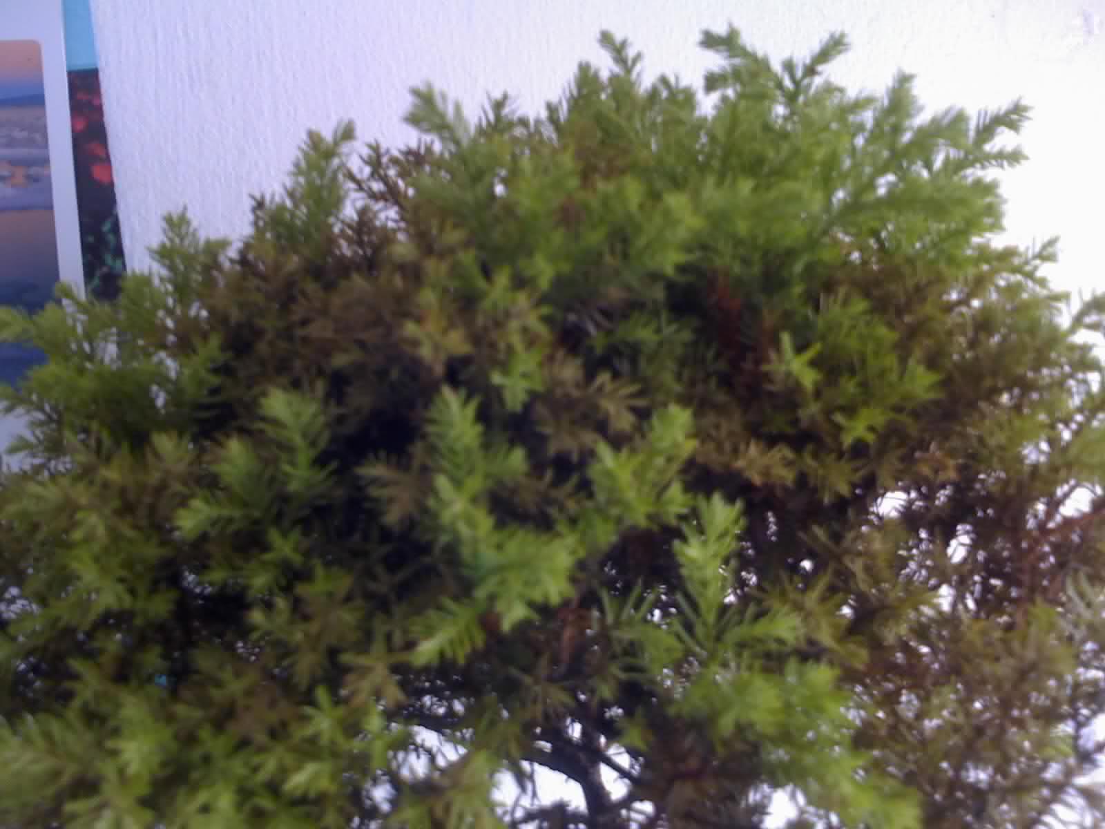 s15j76.jpg