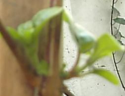 S2500213.JPG