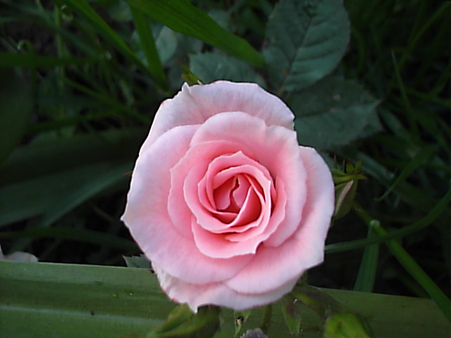 S2500276.JPG