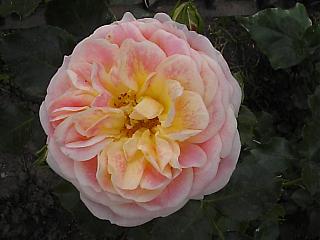 S2500450n.JPG