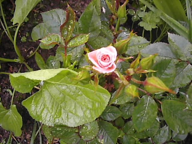 S2500842.JPG