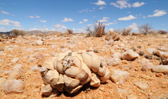 s2706-lapidaria-margaretae-2.jpg