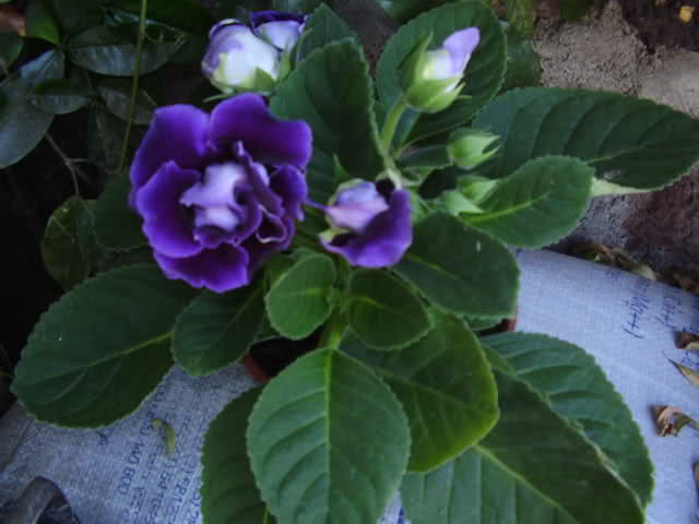 s30p4n.jpg
