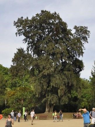 s34423433-barcelona-arboles-casuarina-cunninghamiana-ciutadella-foto-a161024193950-1477330998304.jpg