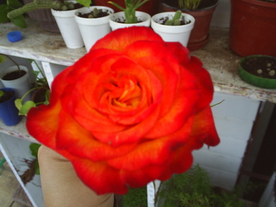 S4010009.JPG